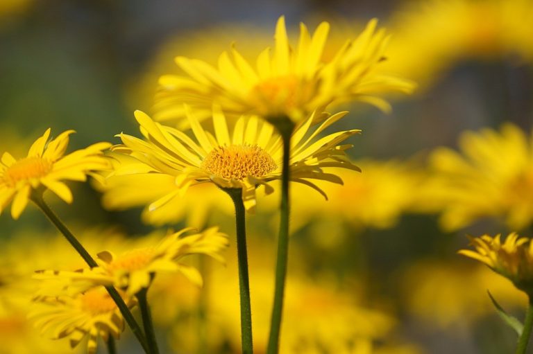 flowers, yellow flowers, garden-7203398.jpg