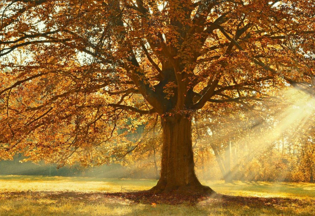 tree, deciduous tree, sunbeams-4637270.jpg