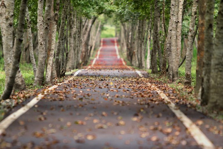 avenue, trees, road-656969.jpg