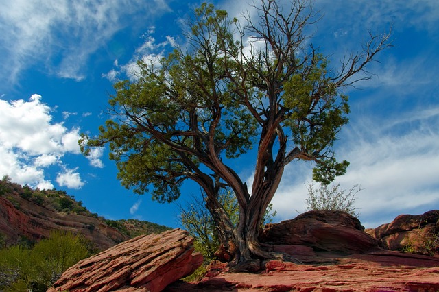 utah-juniper-in-colorado-monument-3937058_640