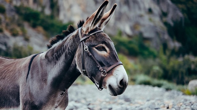 donkey-9280208_640