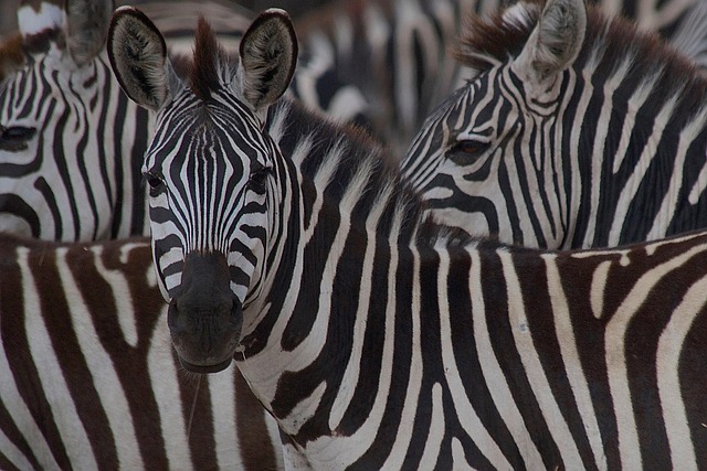 7523944-zebras-7085912_640